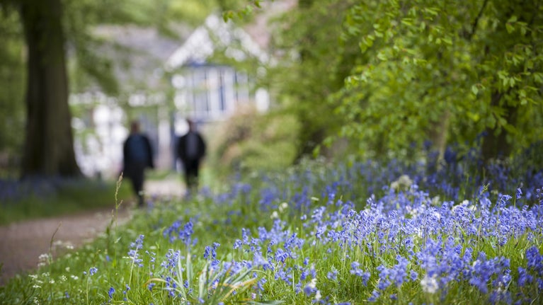 Bluebells in the garden at Rufford Old Hall, Lancashire